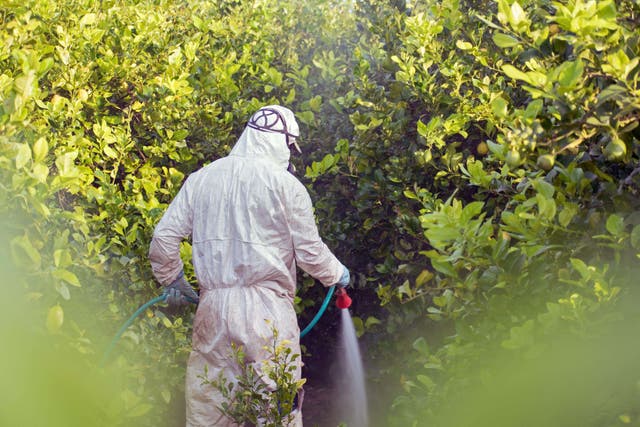 Use of pesticides on food contributes to and is encouraged by climate change, Pan UK said (Alamy/PA)