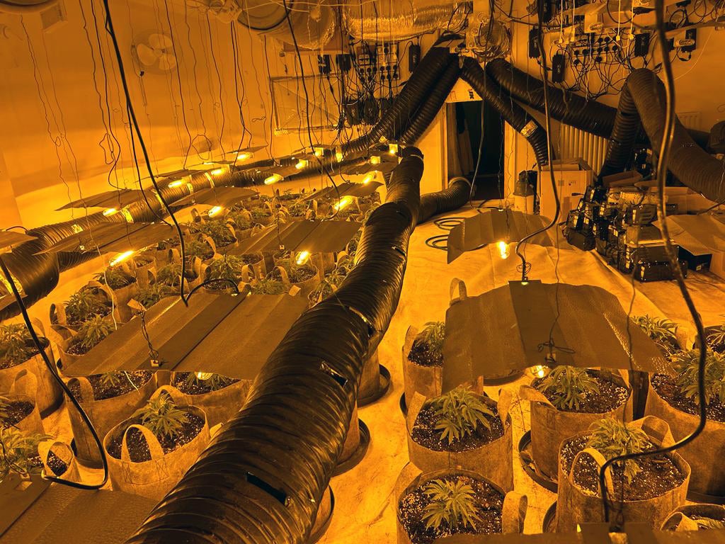 <p>Operation Mille, the largest of its kind and one involving every police force in England, Wales and Scotland, saw 200,000 cannabis plants seized</p>