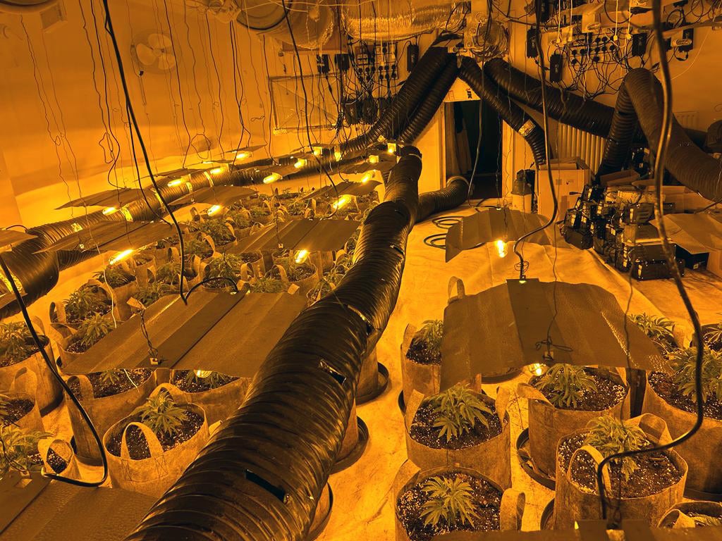 Operation Mille, the largest of its kind and one involving every police force in England, Wales and Scotland, saw 200,000 cannabis plants seized