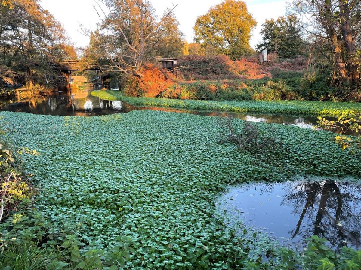 Cost of Japanese knotweed on the UK economy revealed 