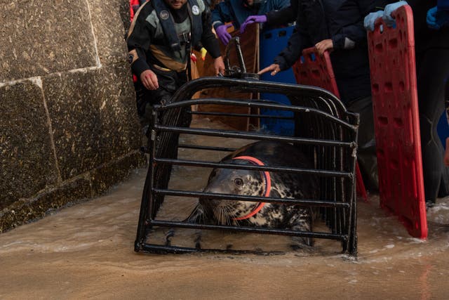 Animal experts had to temporarily trap the seal in St Ives harbour to remove the plastic frisbee (Cornish Seal Sanctuary/PA)