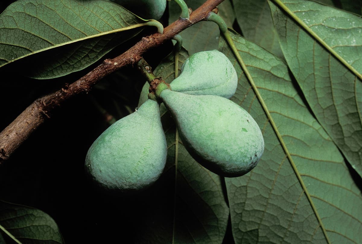 Unsung Paw Paw is a delicious, low-maintenance fruit tree native to North America.