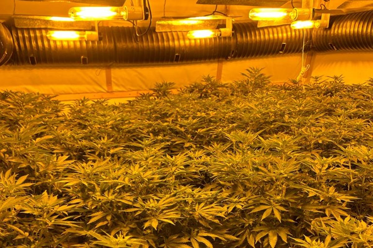 Largest-ever police crackdown on cannabis farms sees more than 1,000 arrests