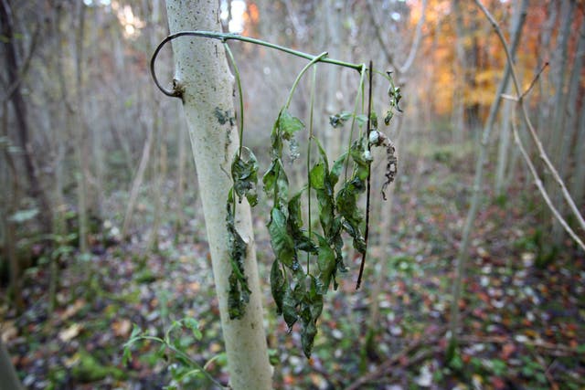 A fungus which kills ash trees originated in Asia (Gareth Fuller/PA)