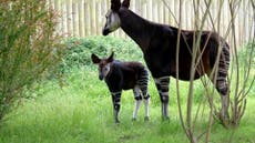 Endangered okapi baby ventures outside for first time