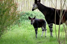 Endangered okapi baby ventures outside for first time