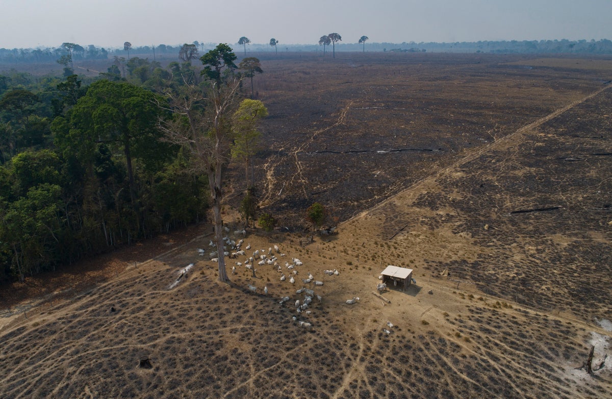 In Lula’s first six months, Brazil Amazon deforestation dropped 34%, reversing trend under Bolsonaro