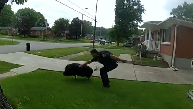 <p>Louisville police forced to chase escaped pig down street</p>