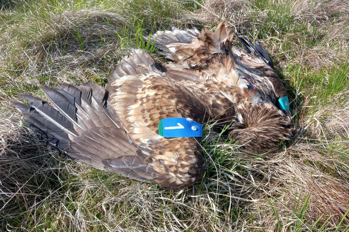 Irish deputy premier expresses dismay at poisoning of eagle in Co Antrim