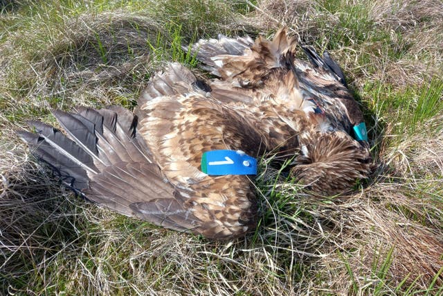 One of the two white-tailed eagles which were found poisoned in the Glenhead Road area of Ballymena, Co Antrim (RSPB Northern Ireland/PA)