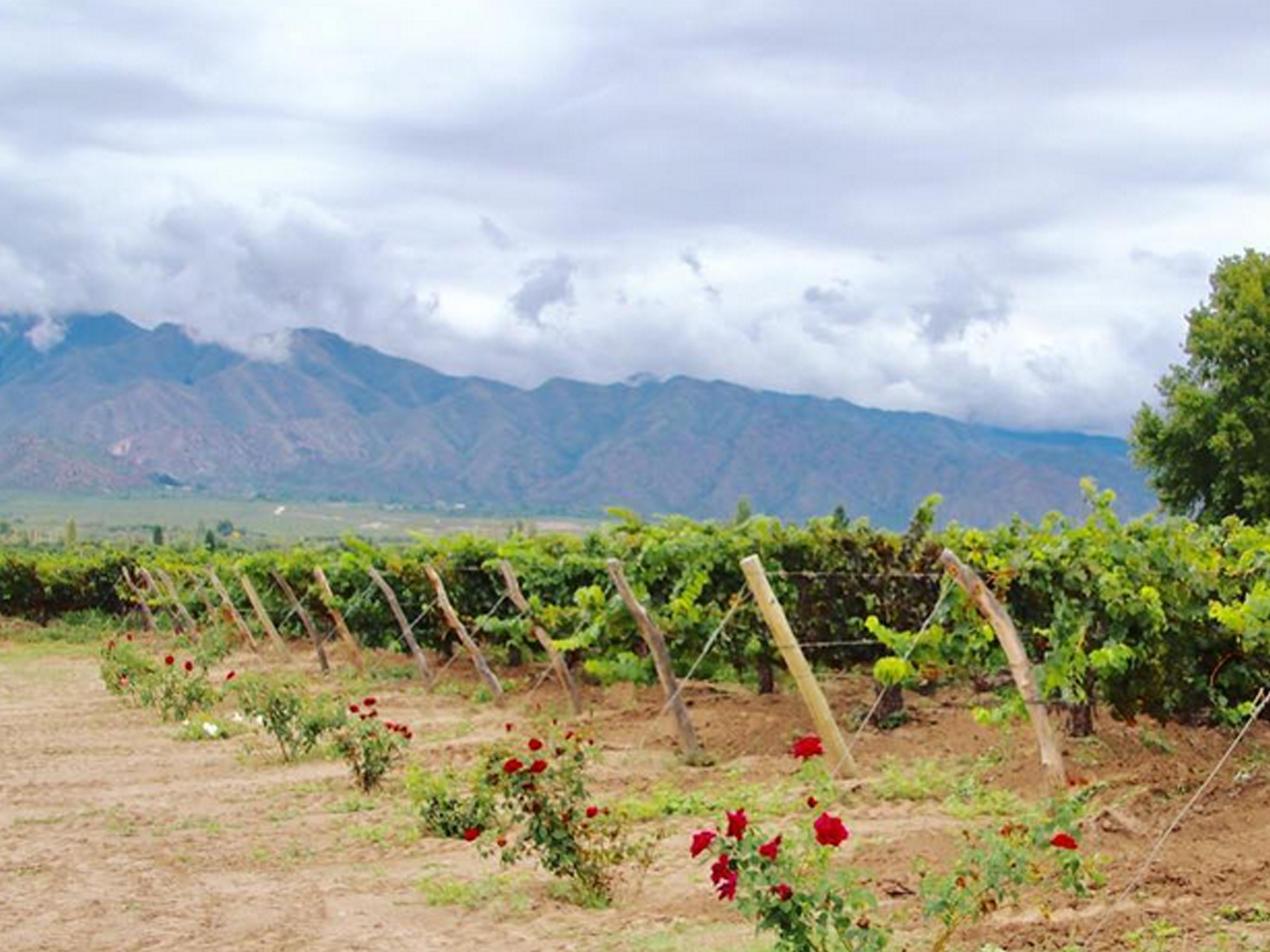 Vineyards in the Jujuy region start at around 2,200m above sea level