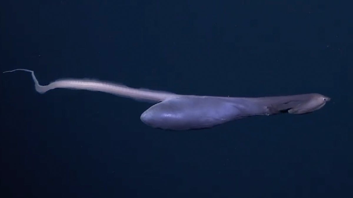 Rare deep-sea creature with engorged belly from recent meal spotted by  remote-operated submarine