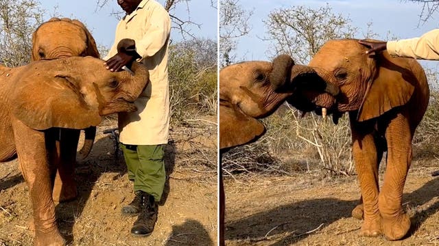 <p>Baby elephant becomes jealous of keeper giving calf attention </p>