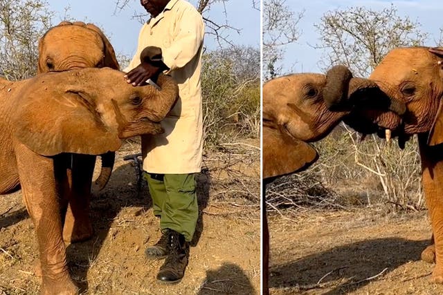<p>Baby elephant becomes jealous of keeper giving calf attention </p>