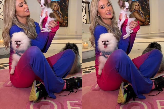 <p>Paris Hilton introduces her followers to her new chihuahua puppy</p>