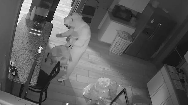<p>Suspect dressed in bunny outfit steals from laundromat</p>