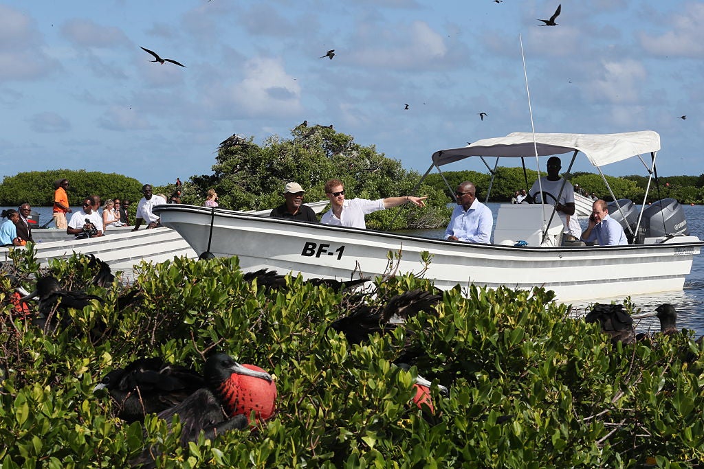 Prince Harry returned to Barbuda in 2016 where he took a boat tour through mangroves on the island to see one of the largest colonies of magnificent frigate birds in the world