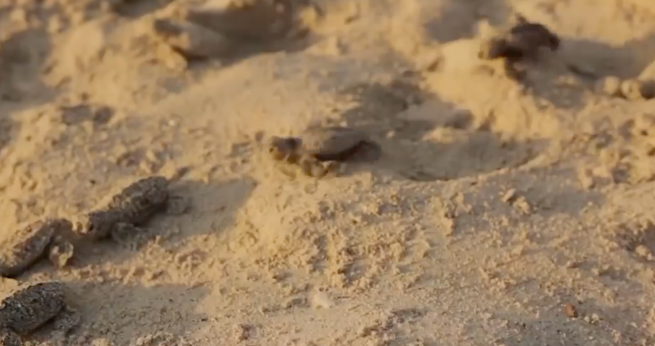 Turtle hatchlings emerge from their nest on a beach in Antigua and Barbuda