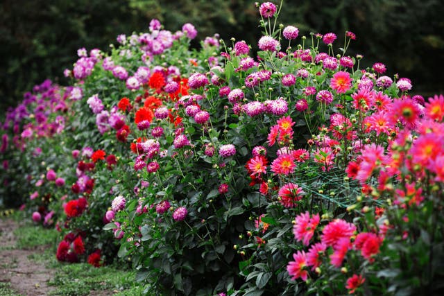 Create blooming lovely summer colour in your garden (Alamy/PA)