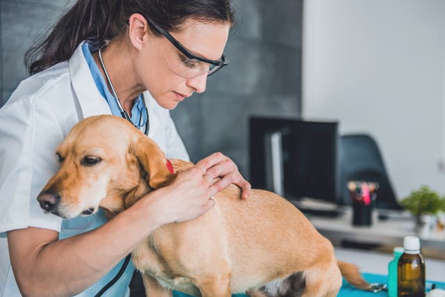 <p>Veterinarians have raised the alarm over a mystery coughing illness on the rise in dogs across the US</p>