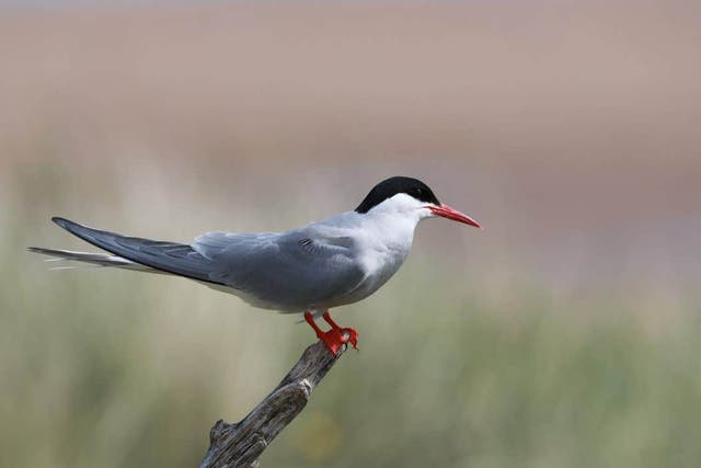 The Northumberland site is usually a safe breeding ground for the Arctic terns (National Trust Images and Derek Hatton/PA)