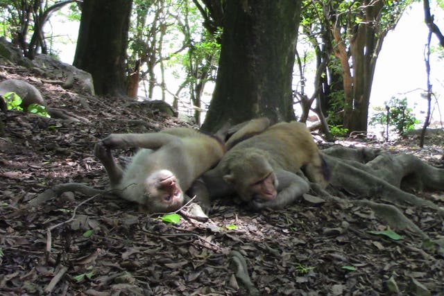 Study suggests same-sex sexual behaviour is widespread and heritable in macaque monkeys (Jackson Clive/Imperial Colleage London)