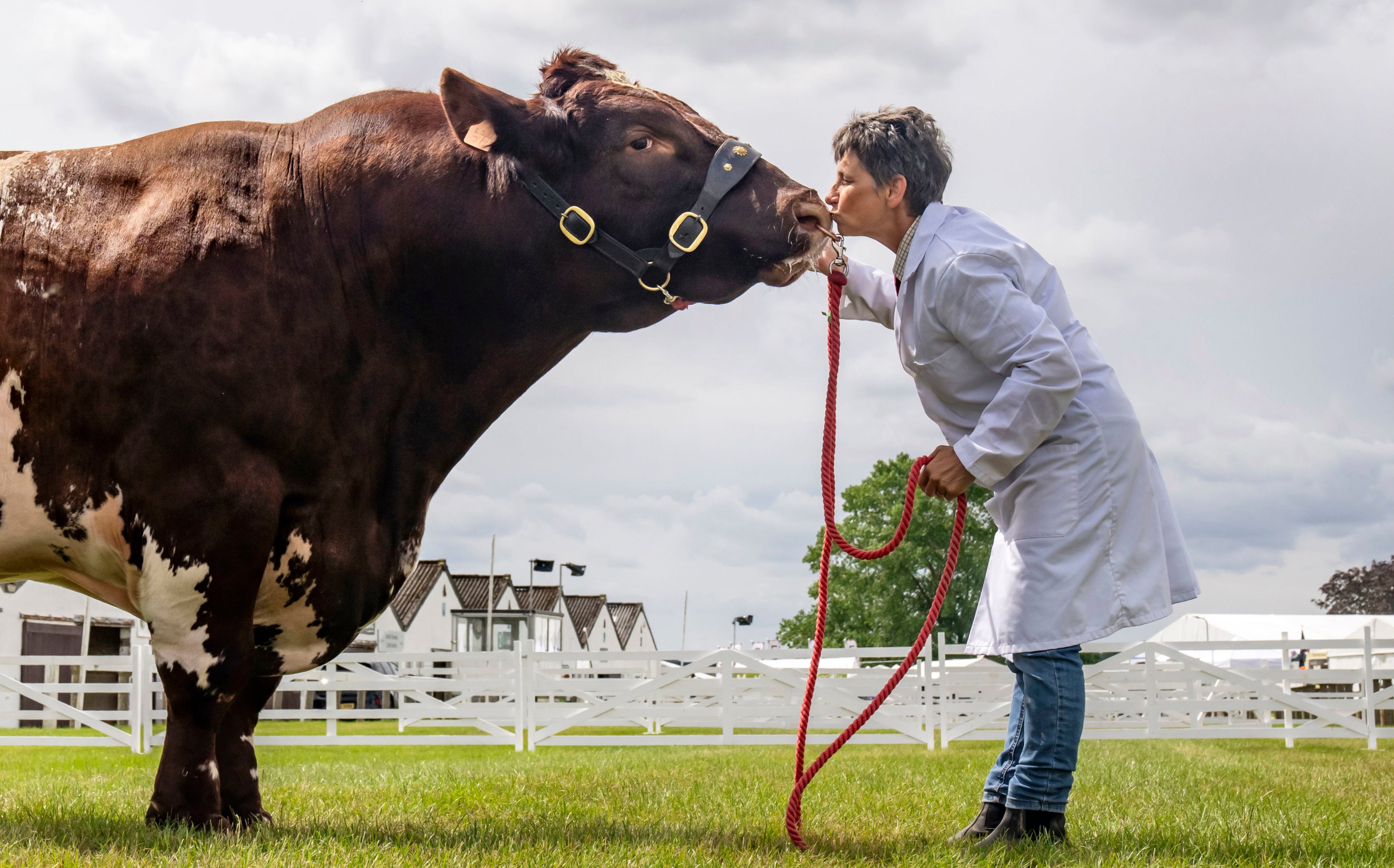 Tracy Seven with a Beef Shorthorn as she prepares her cattle ahead of the Great Yorkshire Show at the Showground in Harrogate, which opens to the public on Tuesday.