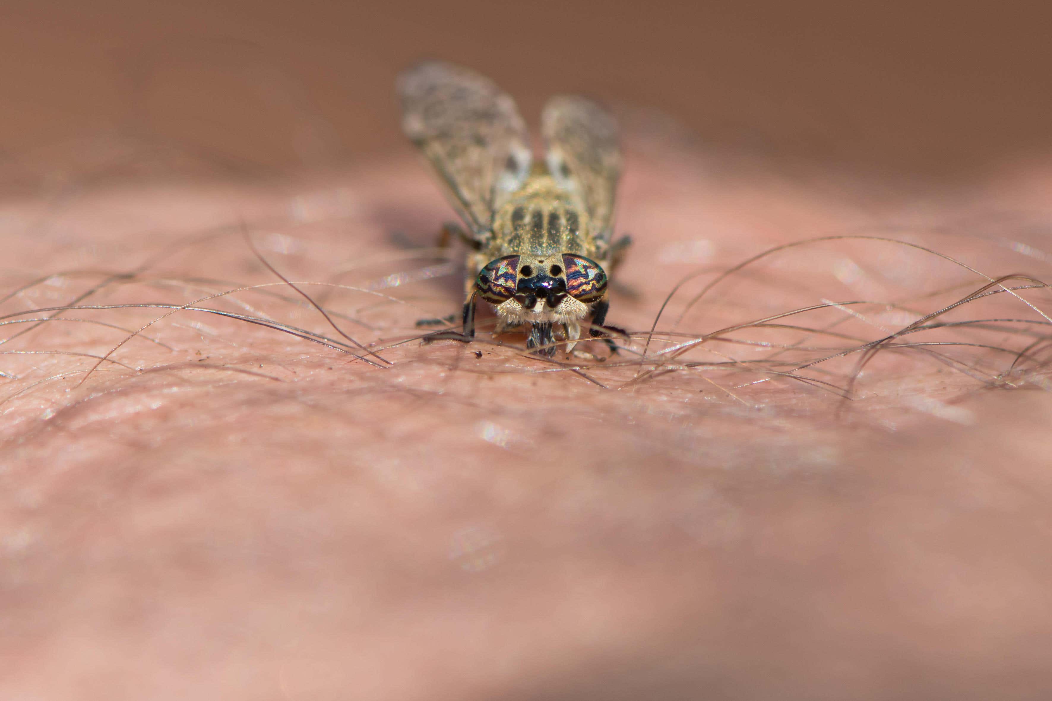 There were some 261,364 visits to the insect bites and stings page on the NHS website