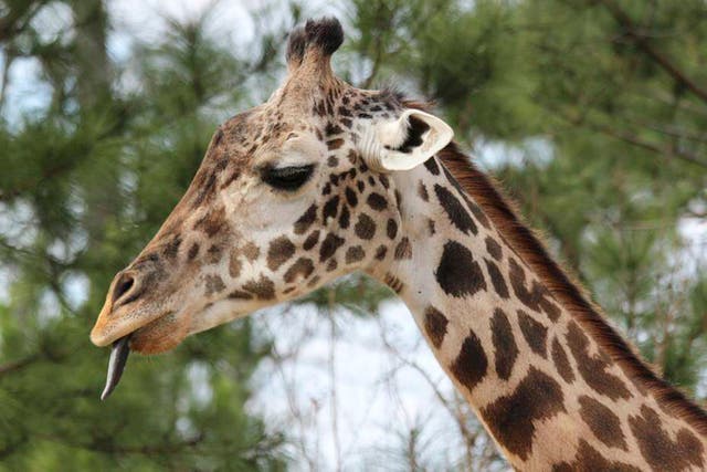 Texas Zoo Giraffe Dies