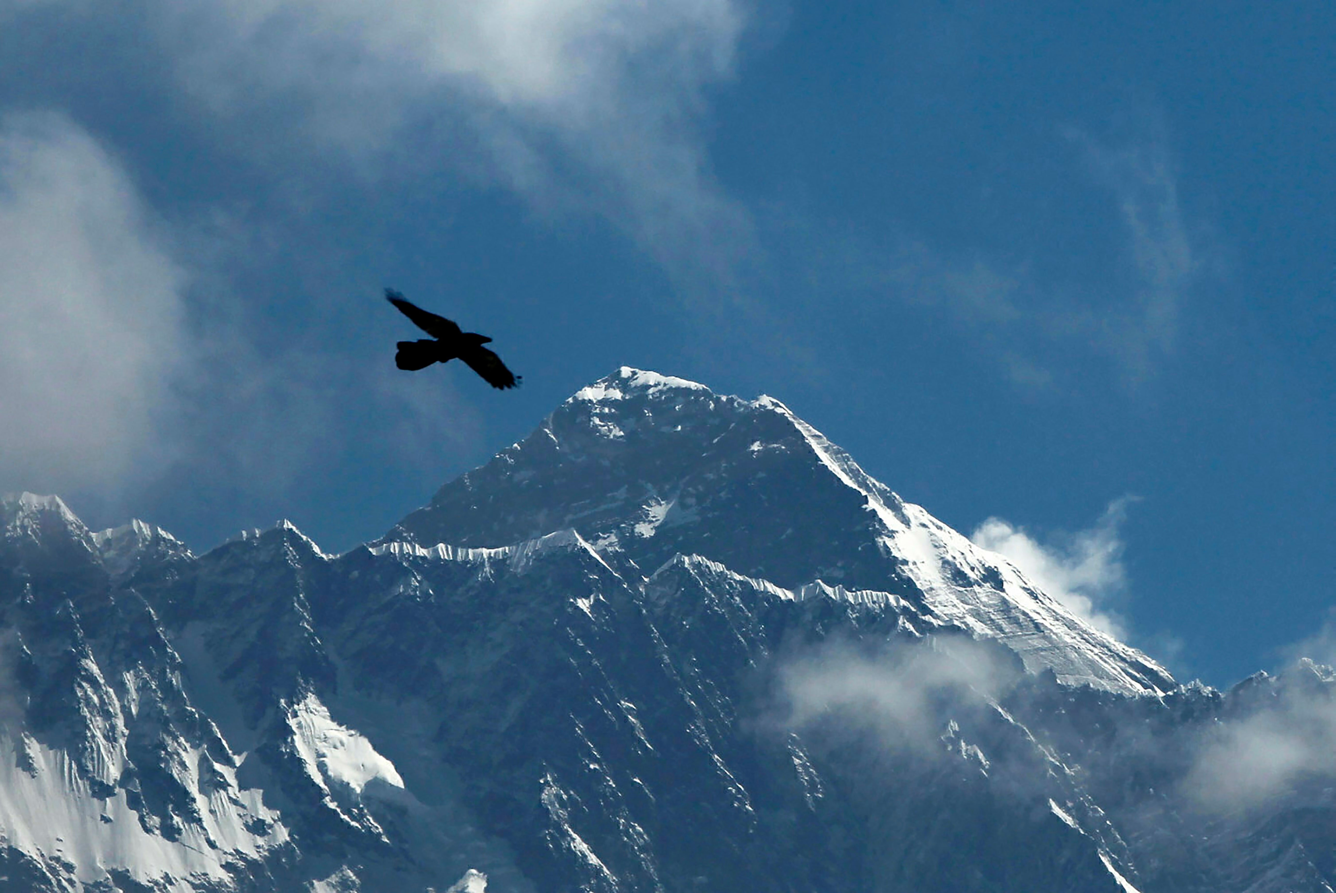 A bird flies with Mount Everest seen in the background