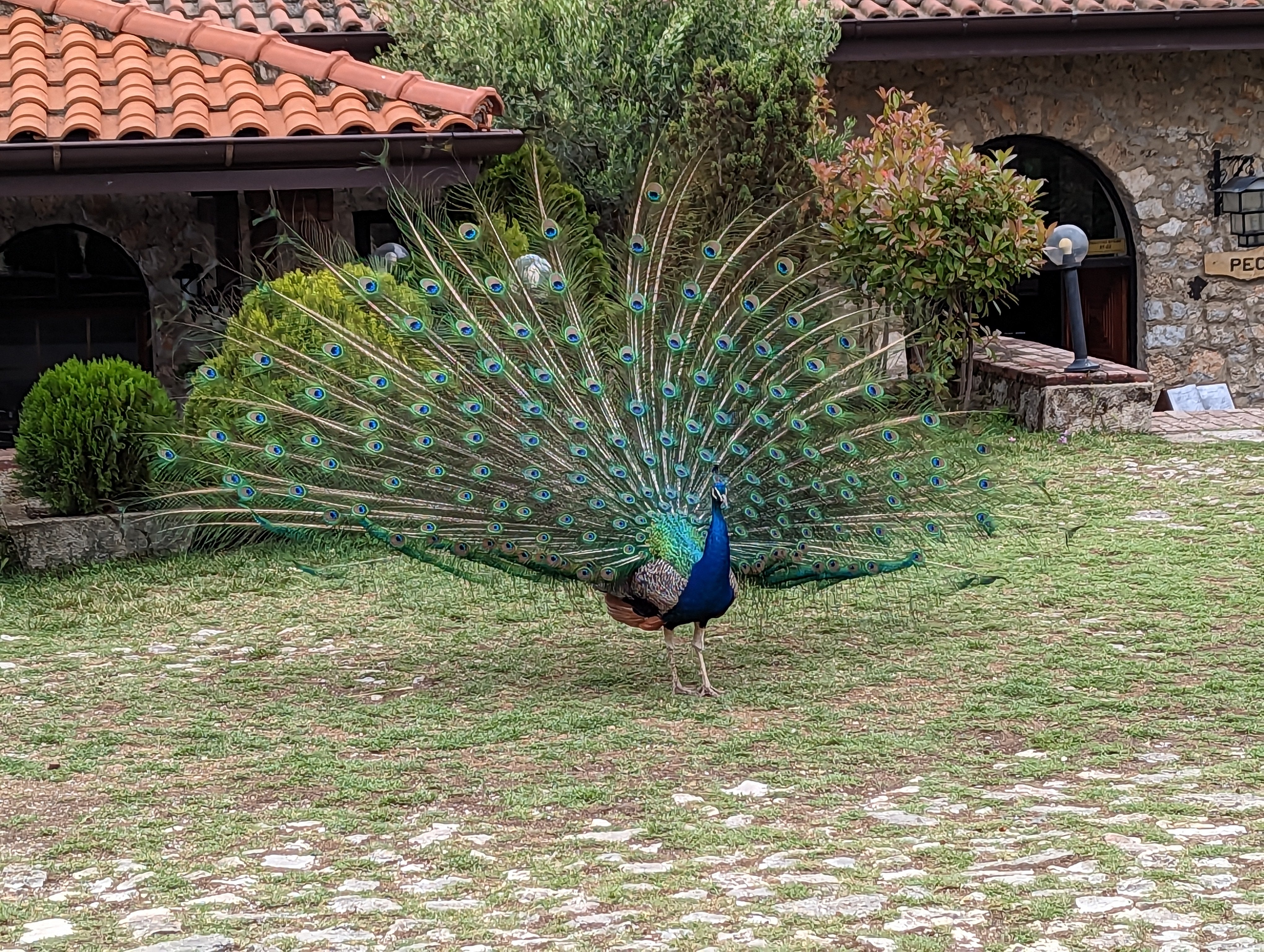 Free-roaming peacocks can be found at the Monastery of Saint Naum