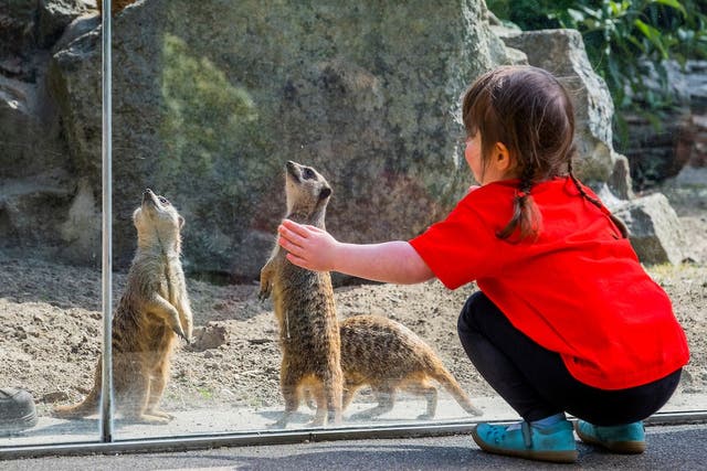 Meerkats from Edinburgh Zoo will move into an enclosure at the Royal Hospital for Children and Young People in the capital (Chris Watt Photography/ECHC/PA)