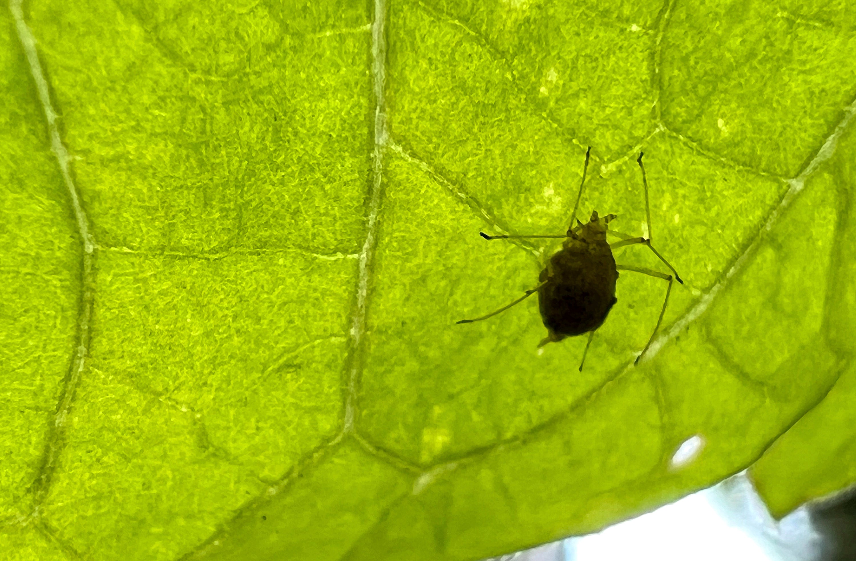 Gardening Watching for Pests