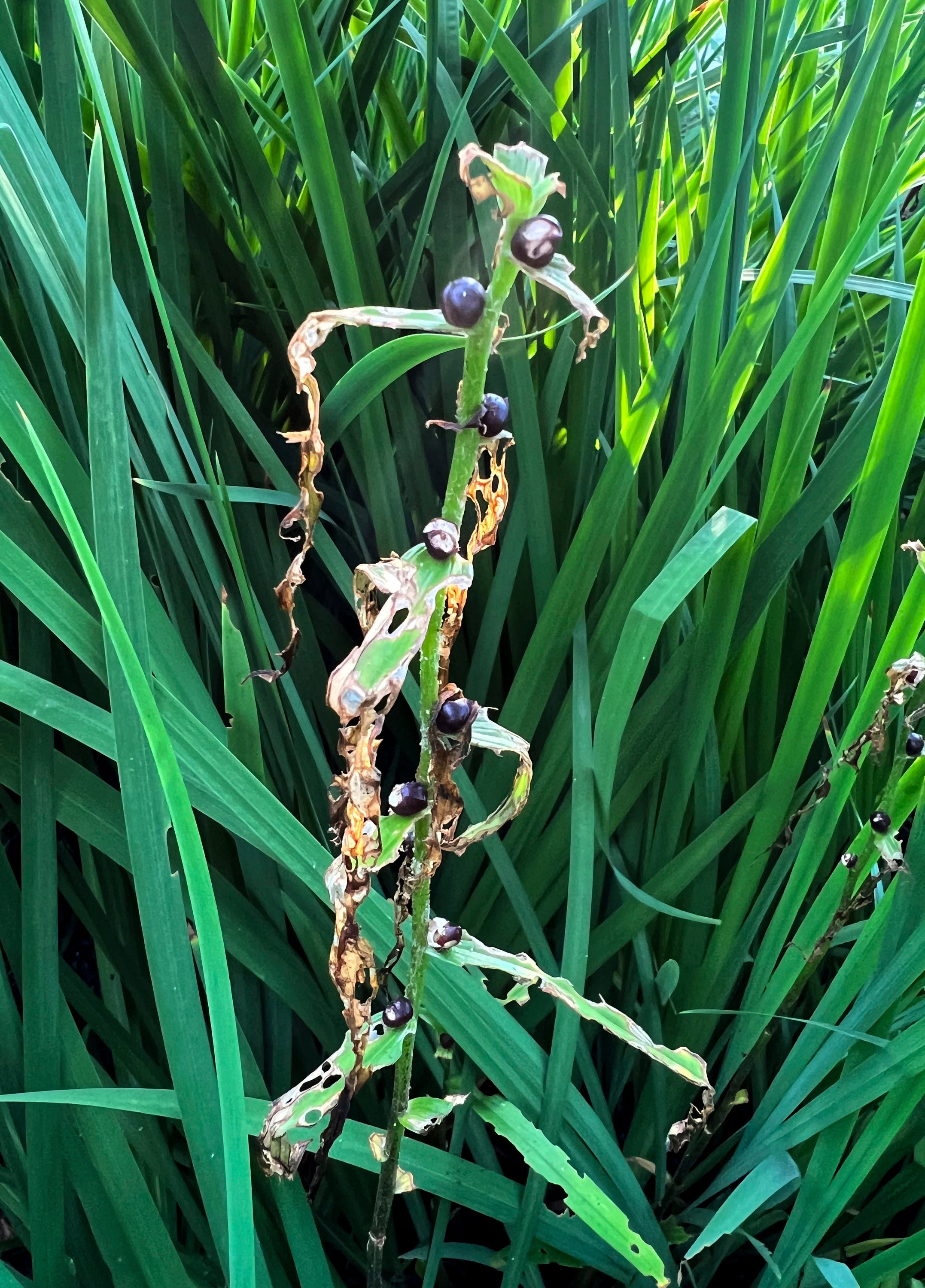 Gardening Watching for Pests