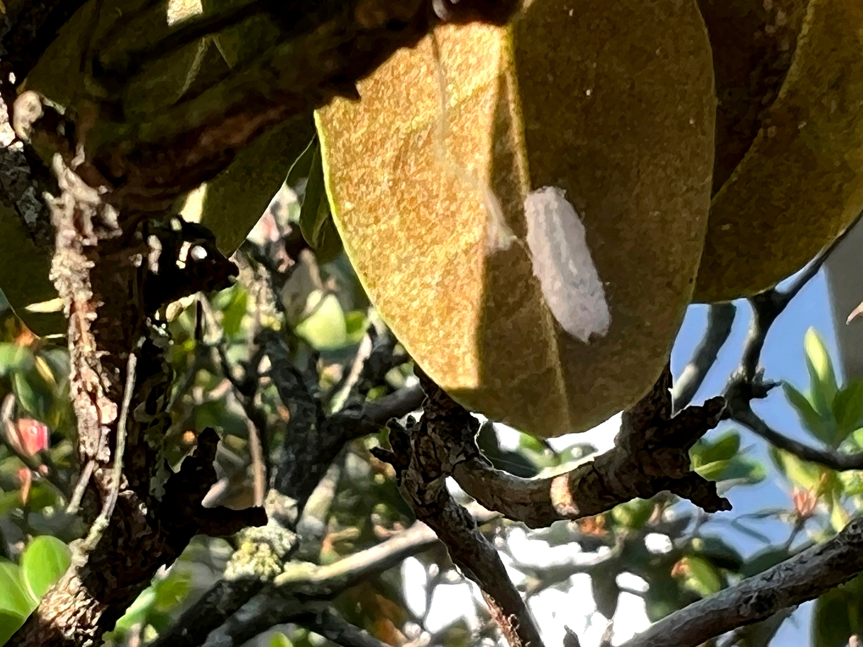 Gardening Watching for Pests