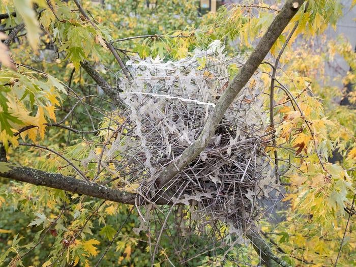 A magpie nest made of anti-nesting spikes in a tree in Antwerp
