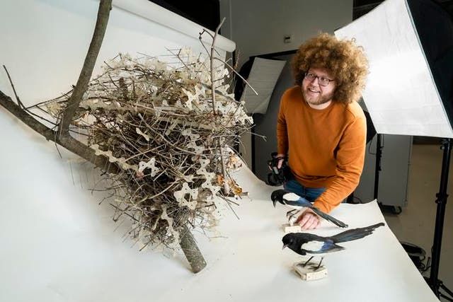 <p>Auke-Florian Hiemstra and the magpie nest made of anti-bird pins</p>