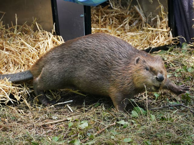 <p>Beavers had previously been hunted to extinction in the UK </p>