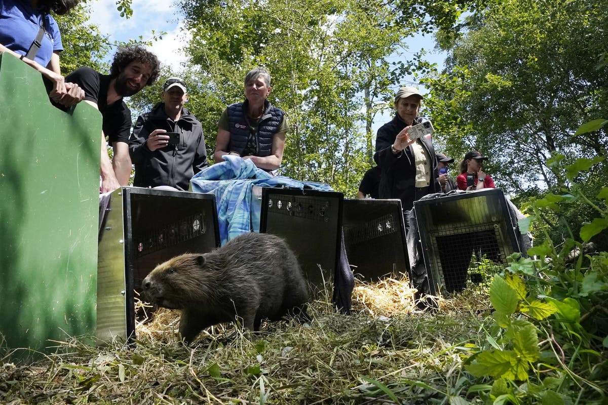 National Trust makes first beaver release in northern England