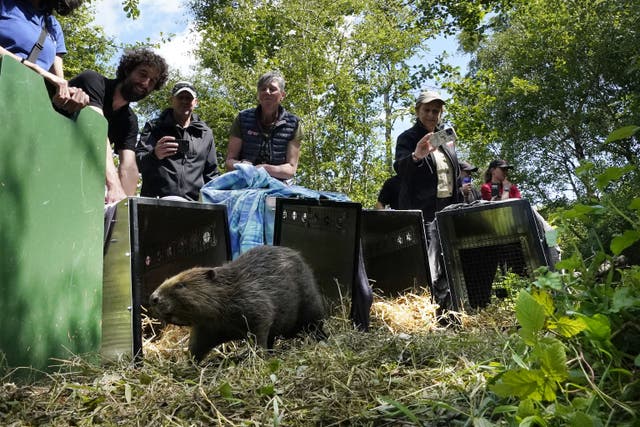 Beavers are released at Wallington Estate in Northumberland in a project to improve local biodiversity and mitigate the effects of climate change (Owen Humphreys/PA)