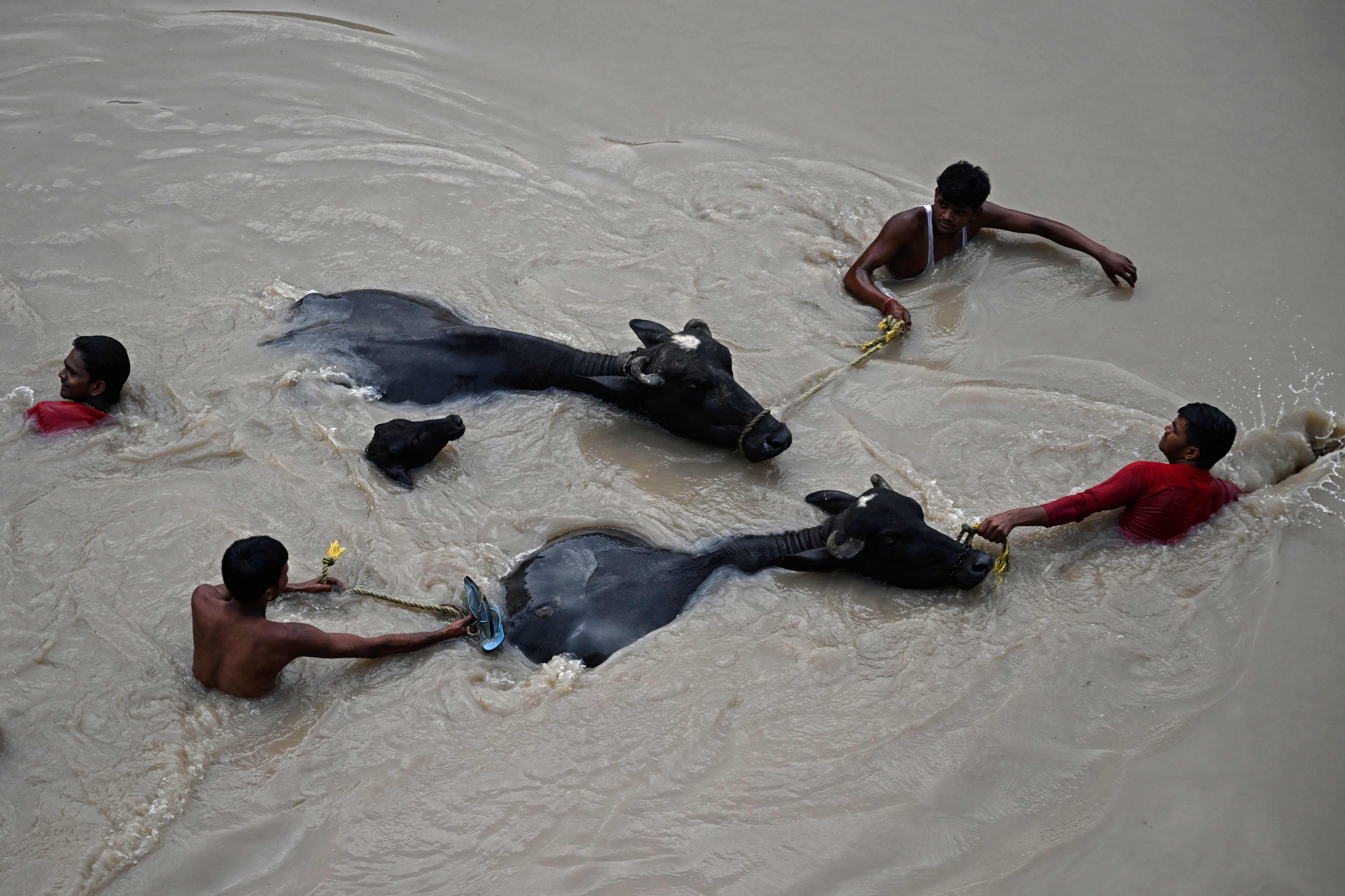People carry bulls to safety as they wade through the flooded waters of Yamuna River after heavy monsoon rains in New Delhi