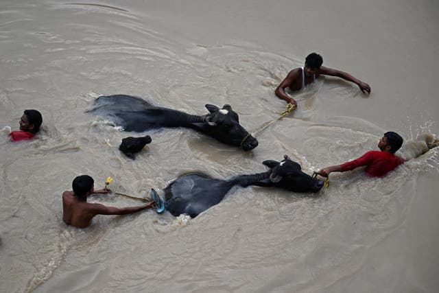 <p> People carry bulls to safety as they wade through the flooded waters of Yamuna River after heavy monsoon rains in New Delhi</p>