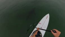 Great white shark lurks under paddleboarder in eerie video