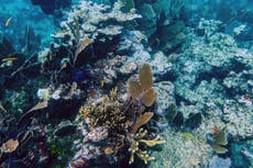 Florida coral reefs risk ‘nasty bleaching’ as temperatures reach 90F: ‘We’re in unchartered territories’