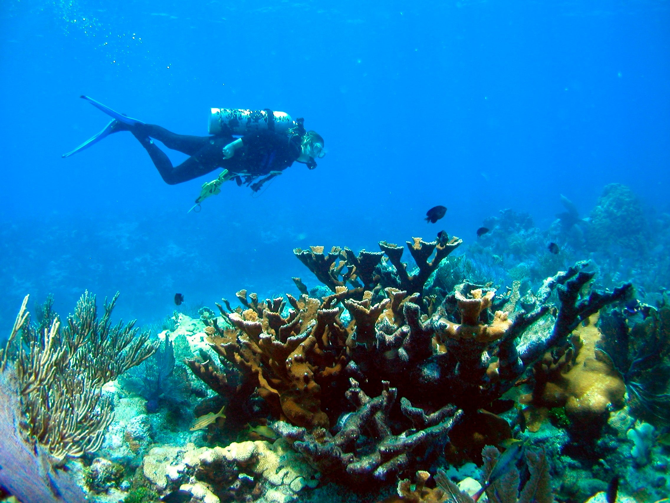 A diver swims past a healthy colony of Caribbean elkhorn coral