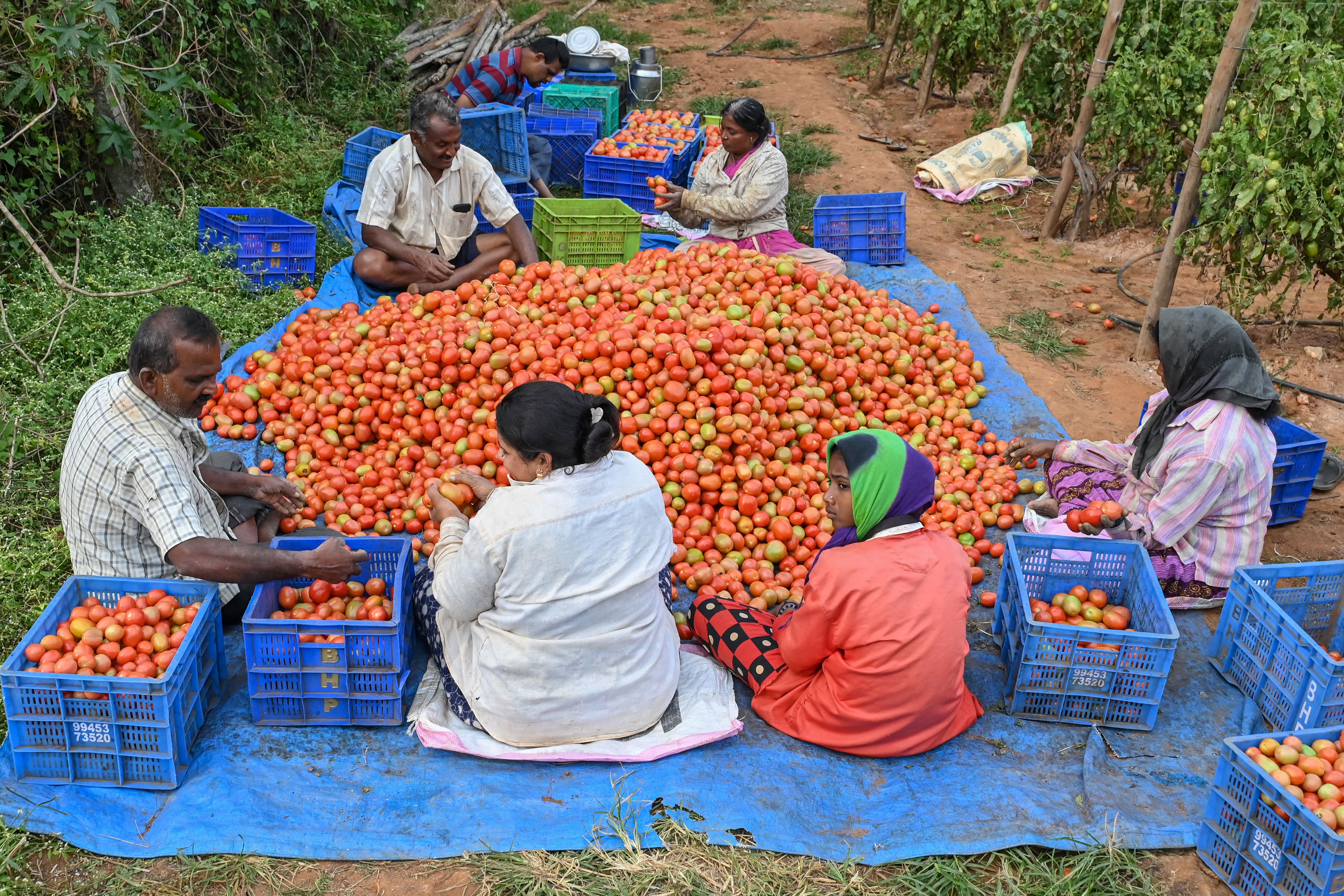 Farmers and farm labourers sort a harvest of tomatoes before loading them in crates, on the outskirts of Bengaluru on 8 December 2022