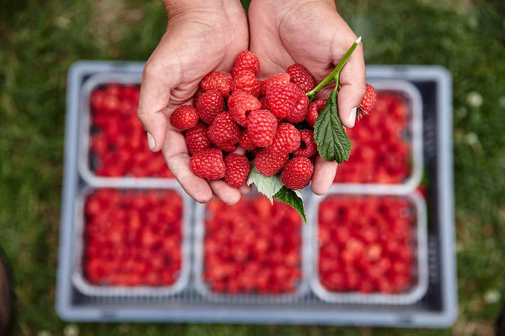 A bumper season of British raspberries is appearing on supermarket shelves after June’s heat delayed their arrival (Matt Munro Photography/Berry Farms/PA)