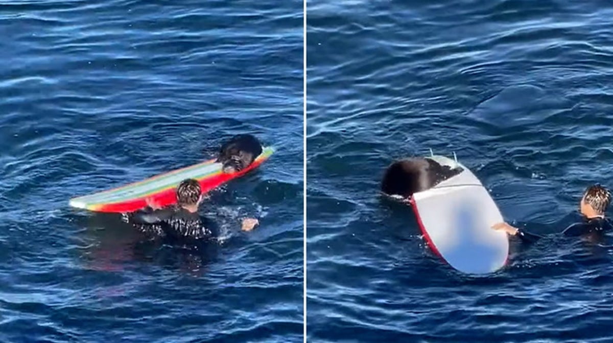 Aggressive sea otter steals surfboard near Santa Cruz