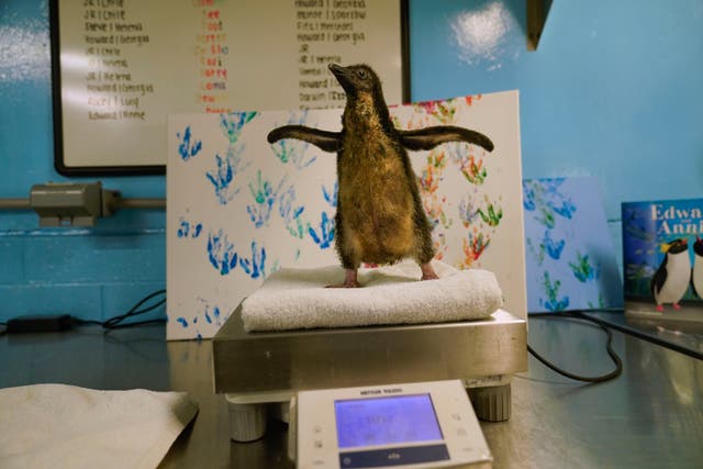 Penguin Chick Chicago