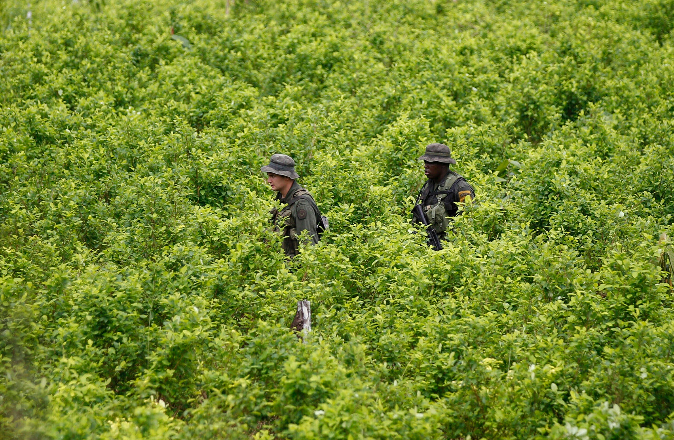 Biden administration suspends satellite monitoring of Colombian coca crops amid surge in cocaine - Vimarsana News